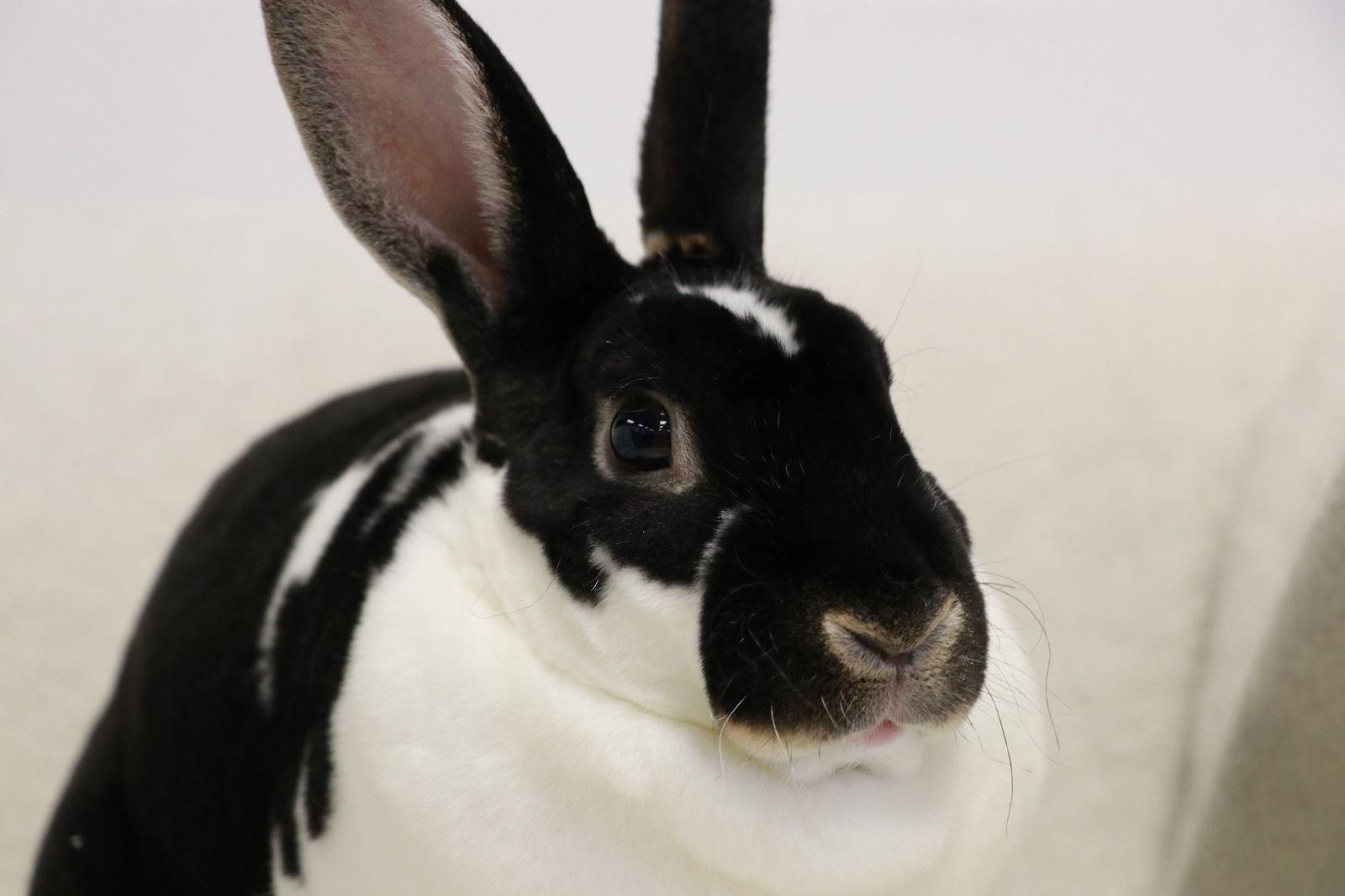 Enlarge Lil Mama (Little Momma), a Adoptable Mini Rex in Lakeville, MN image 1/3