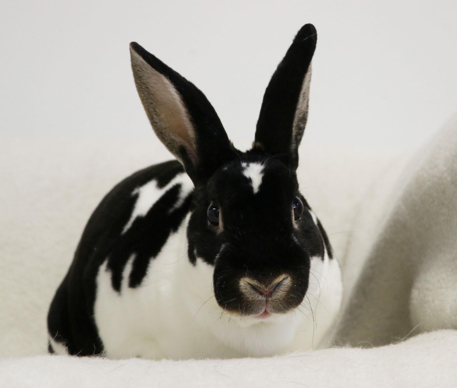 Enlarge Lil Mama (Little Momma), a Adoptable Mini Rex in Lakeville, MN image 2/3