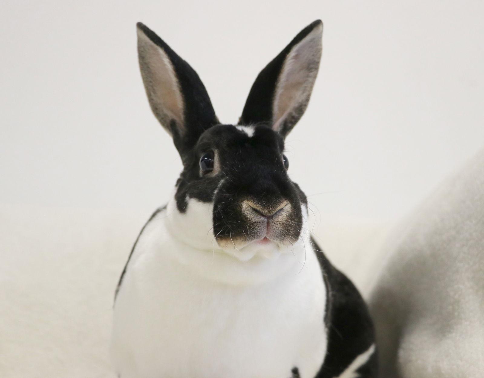 Enlarge Lil Mama (Little Momma), a Adoptable Mini Rex in Lakeville, MN image 3/3