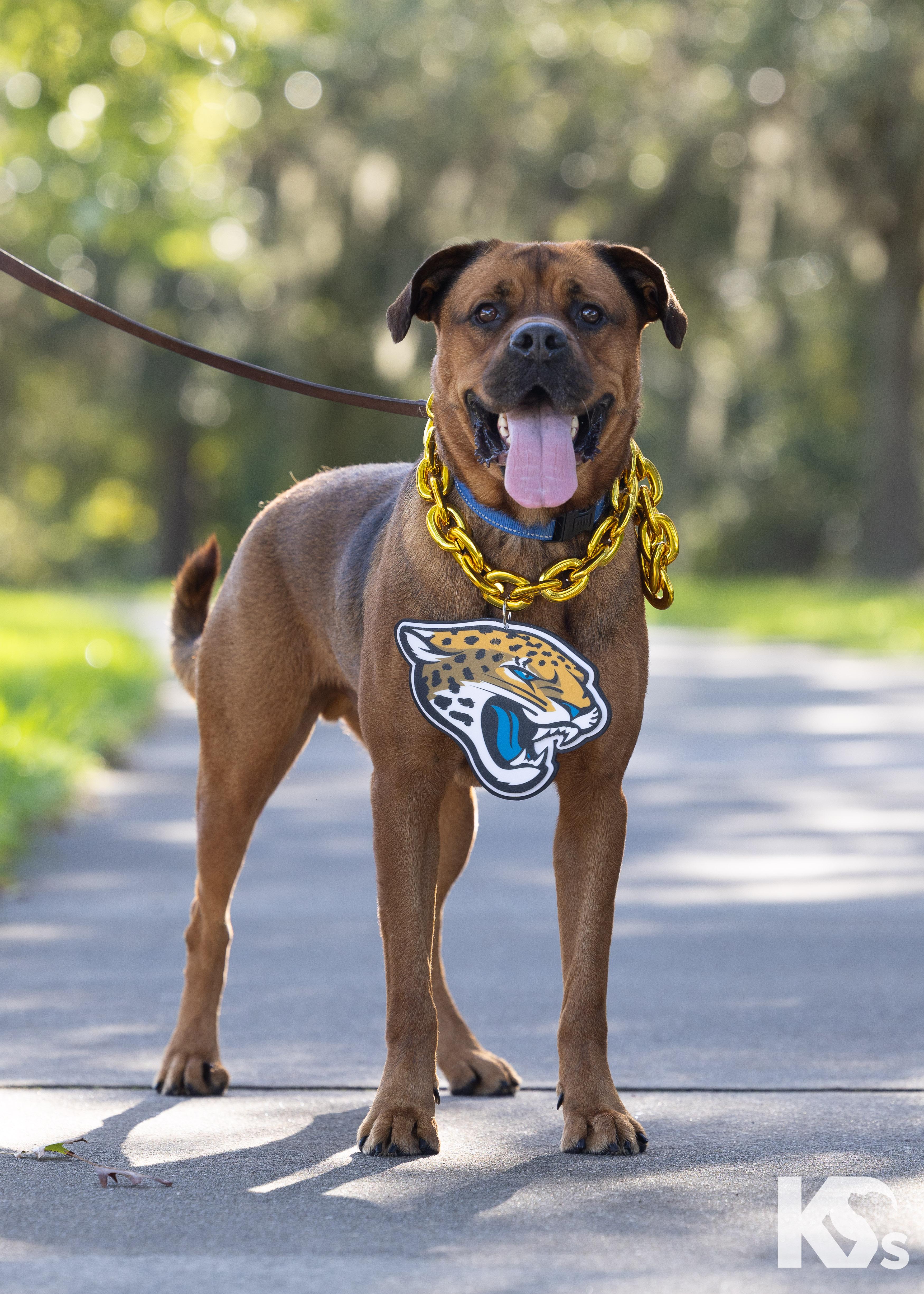 Felix, Adoptable, Adult Male Dogue de Bordeaux & Rottweiler.