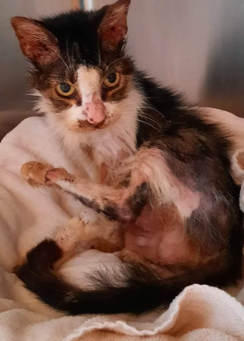 Enlarge Roxie - a survivor, a Adoptable Domestic Short Hair in Clarksville, IN image 1/3