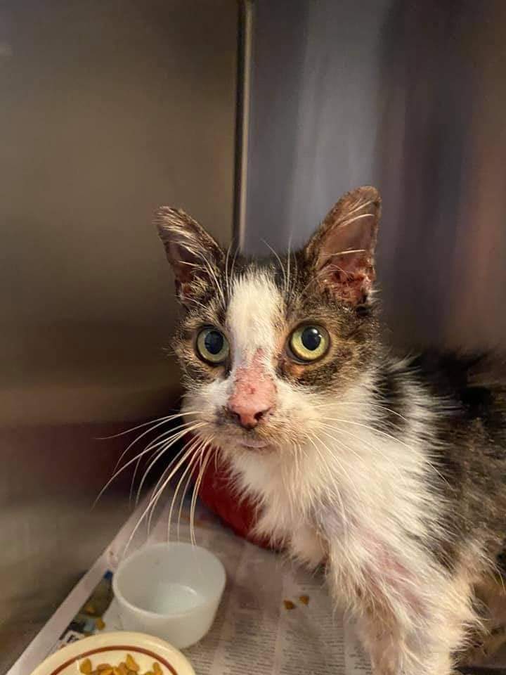 Enlarge Roxie - a survivor, a Adoptable Domestic Short Hair in Clarksville, IN image 2/3