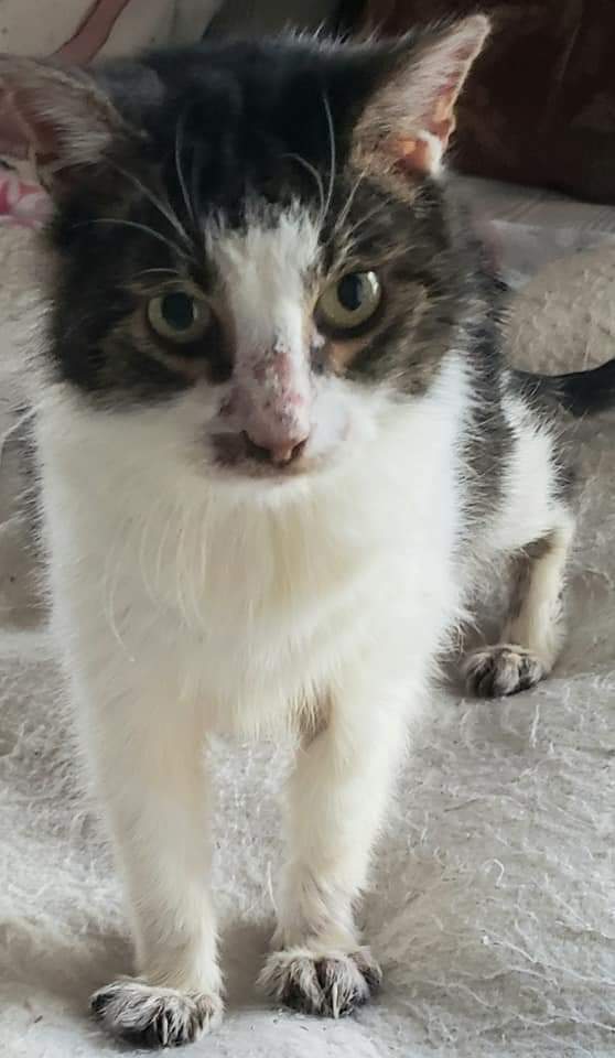 Enlarge Roxie - a survivor, a Adoptable Domestic Short Hair in Clarksville, IN image 3/3