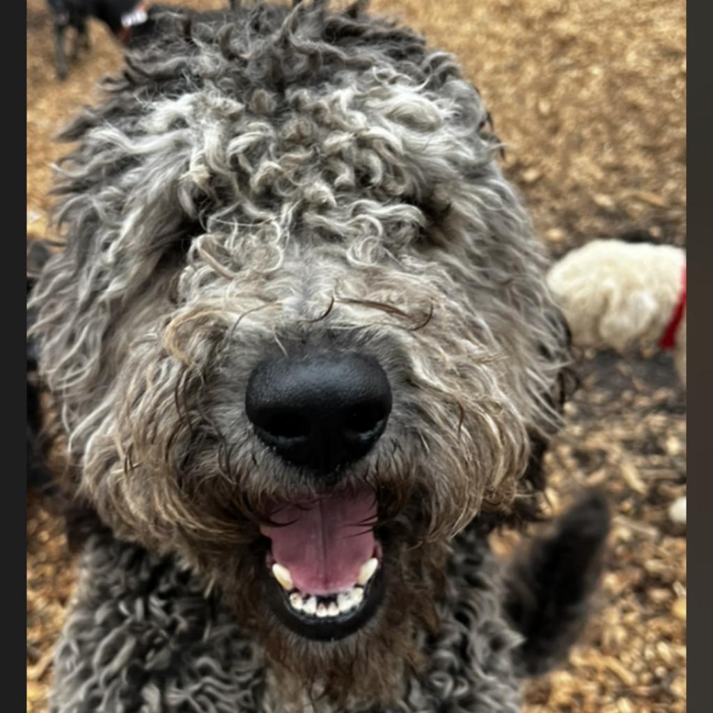 Max, Adoptable, Adult Male Poodle.