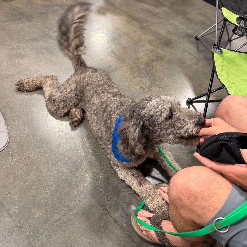 Enlarge Max, a Adoptable Poodle in Peachtree City, GA image 2/4