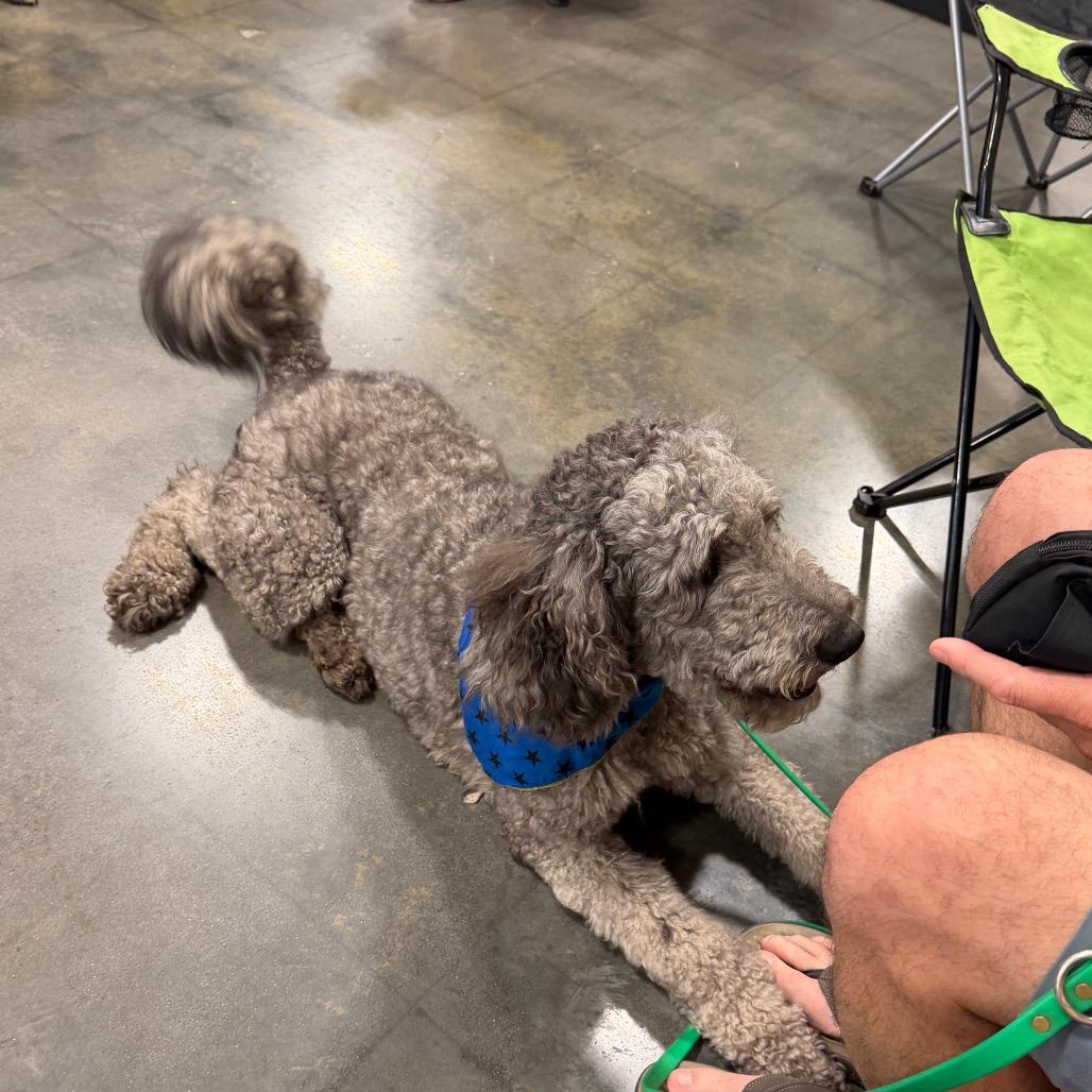 Enlarge Max, a Adoptable Poodle in Peachtree City, GA image 3/4