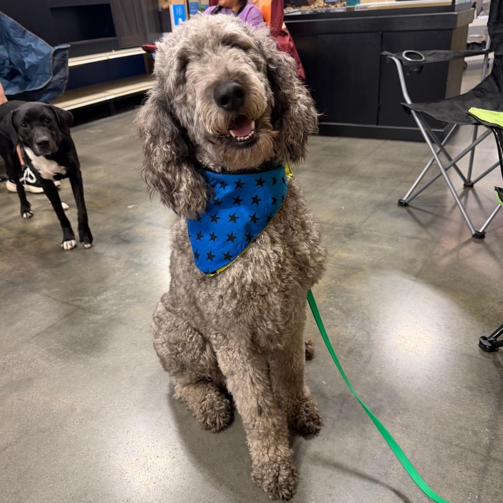 Enlarge Max, a Adoptable Poodle in Peachtree City, GA image 4/4