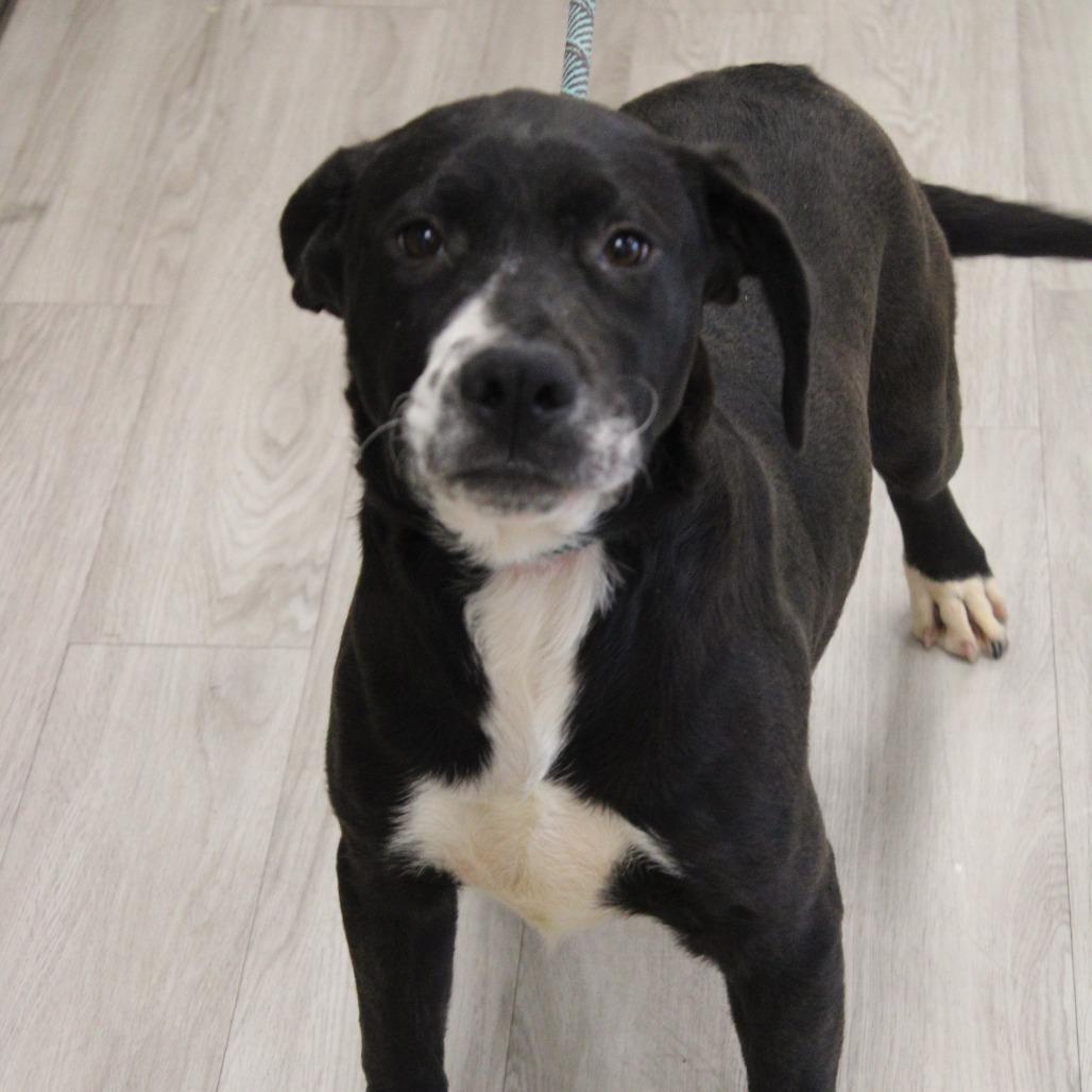 Lincoln, Adoptable, Young Male Labrador Retriever & Mixed Breed.