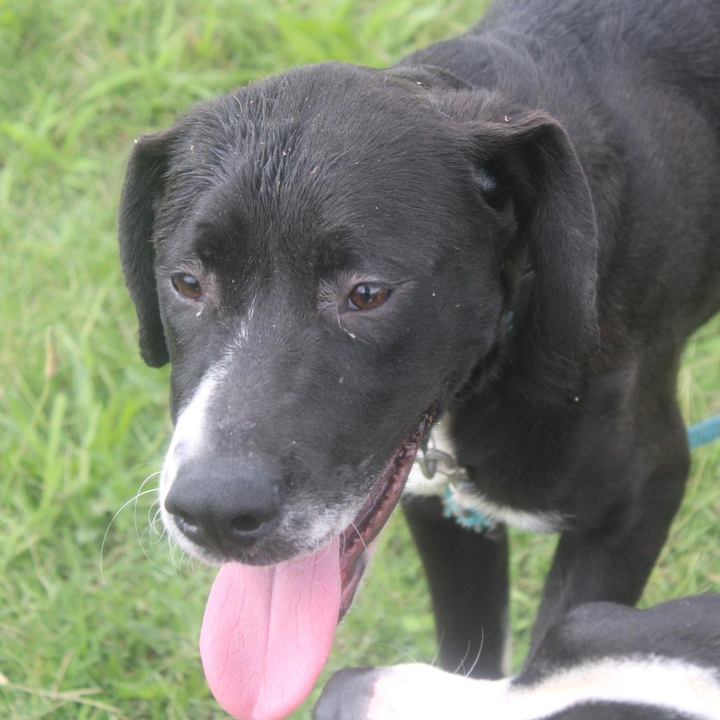 Lincoln, a Adoptable mixed breed in Cleveland, MS image 2/5