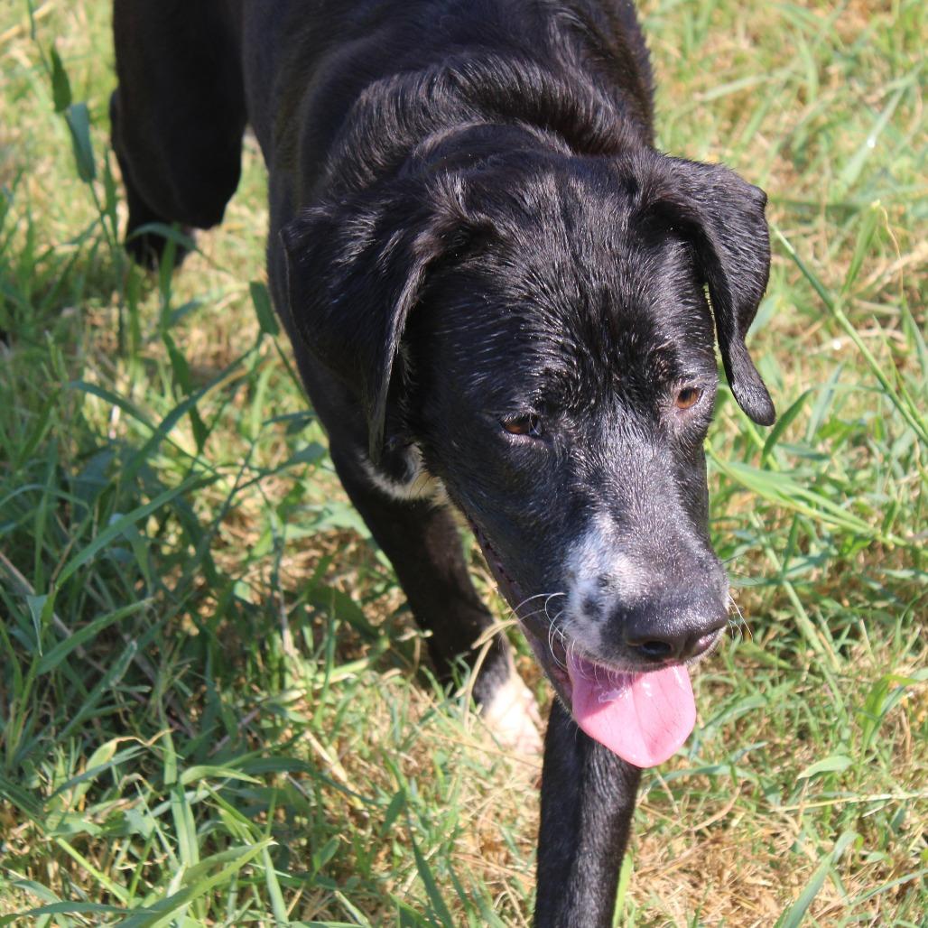 Lincoln, a Adoptable mixed breed in Cleveland, MS image 3/5