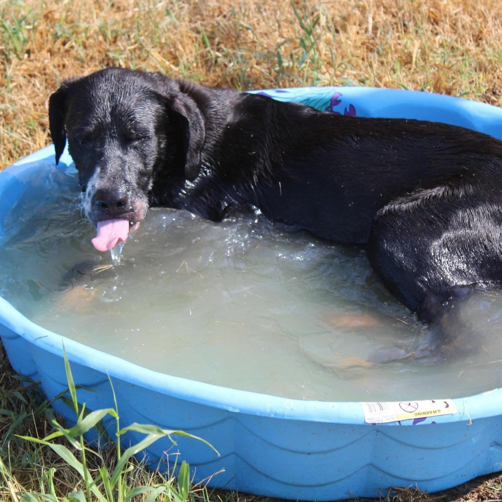 Lincoln, a Adoptable mixed breed in Cleveland, MS image 4/5