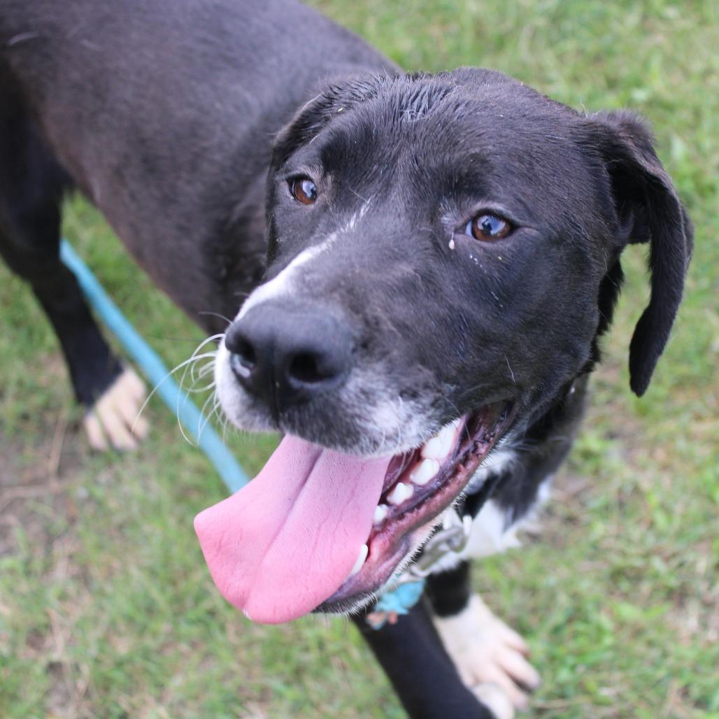Lincoln, a Adoptable mixed breed in Cleveland, MS image 5/5