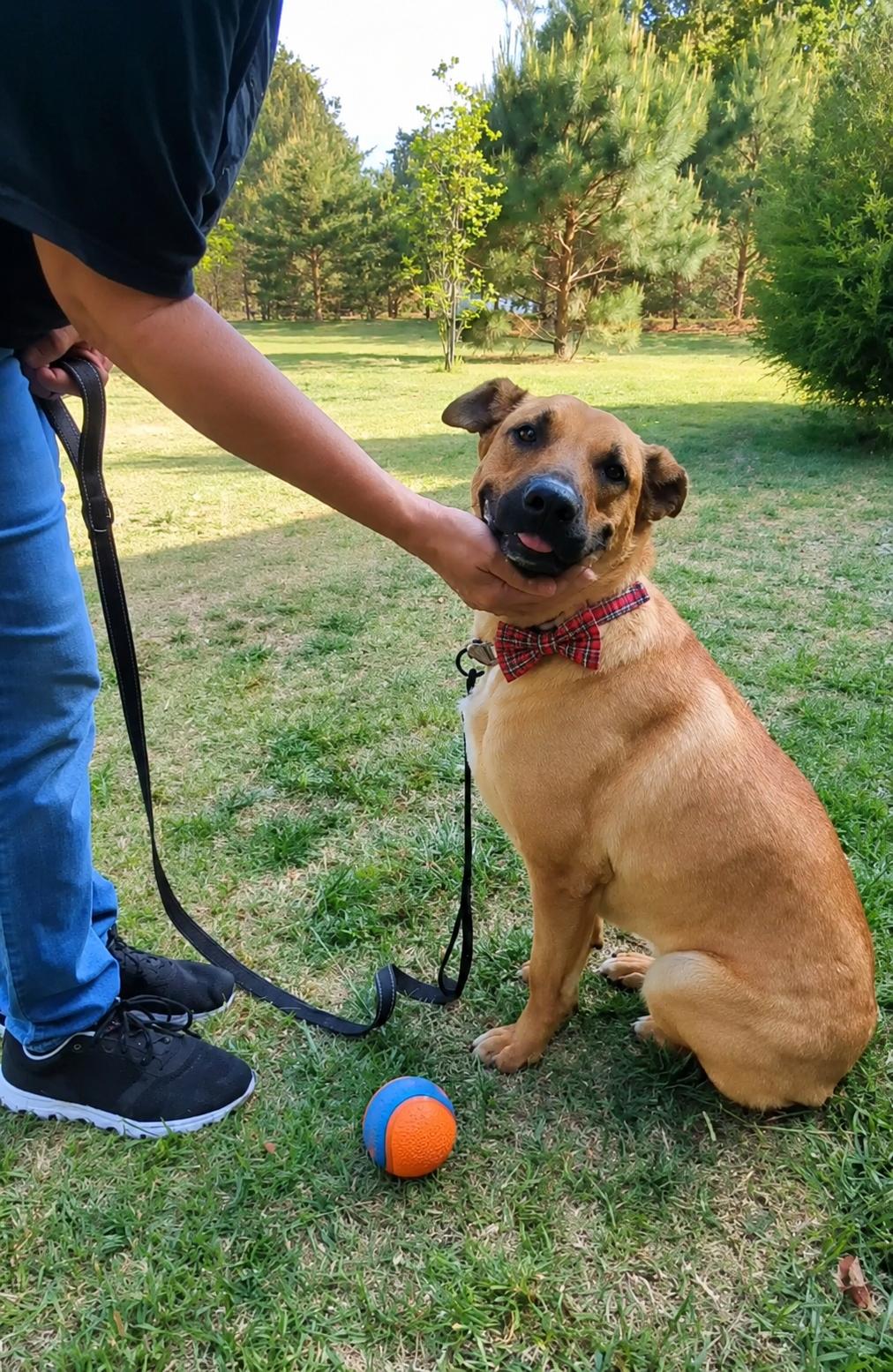 Golden Lab mix, a Adoptable mixed breed in Mount Laurel, NJ image 3/3