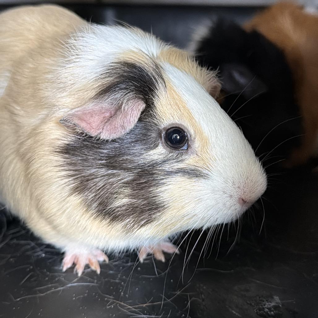Enlarge Summer, a Adoptable Peruvian in Clearwater, FL image 1/1