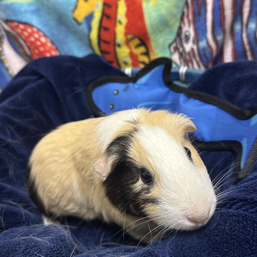 Summer, a Adoptable Peruvian in Clearwater, FL image 2/2