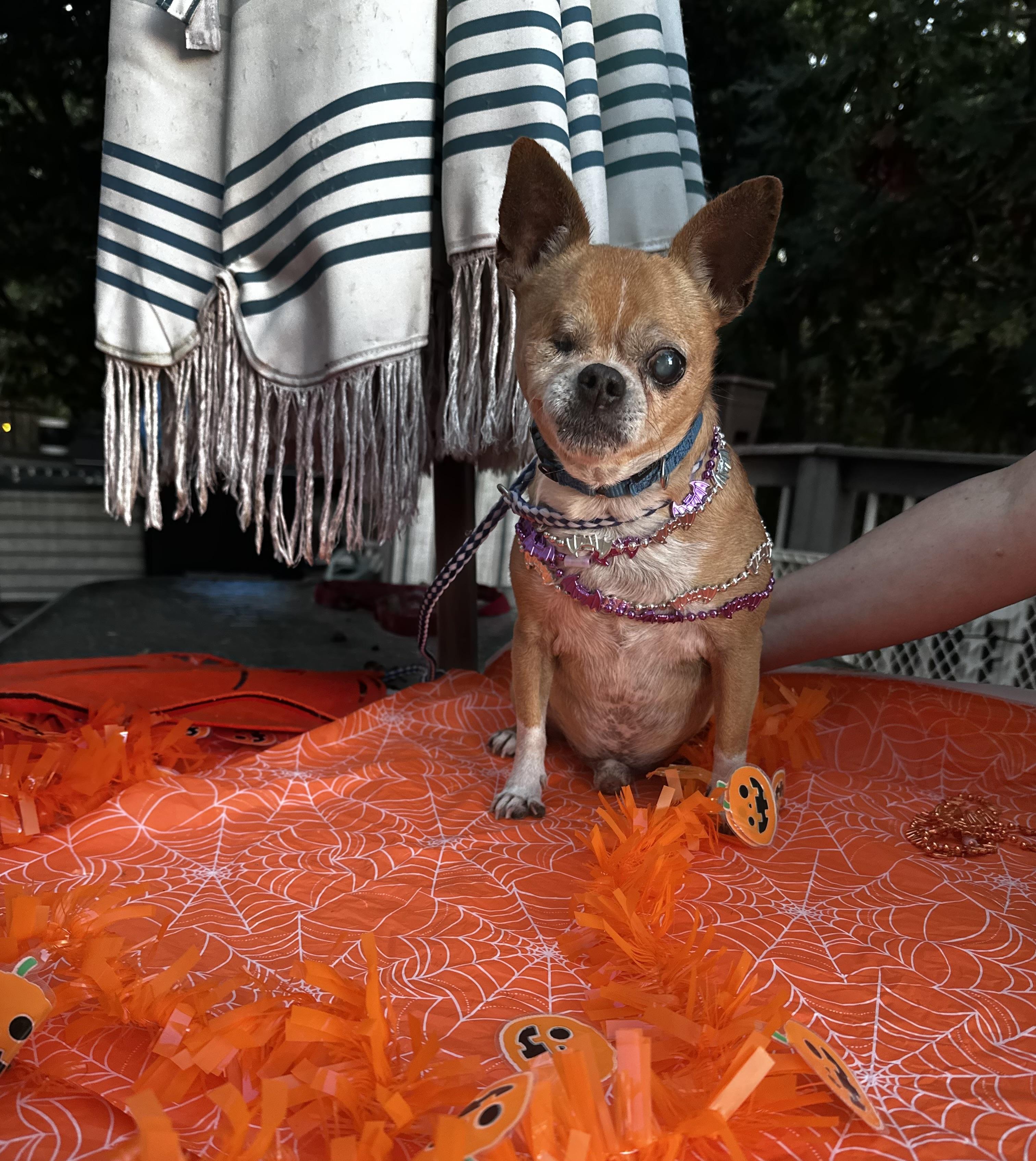 Enlarge One Eye Jack , a ADOPTABLE mixed breed in White Lake, MI image 2/4