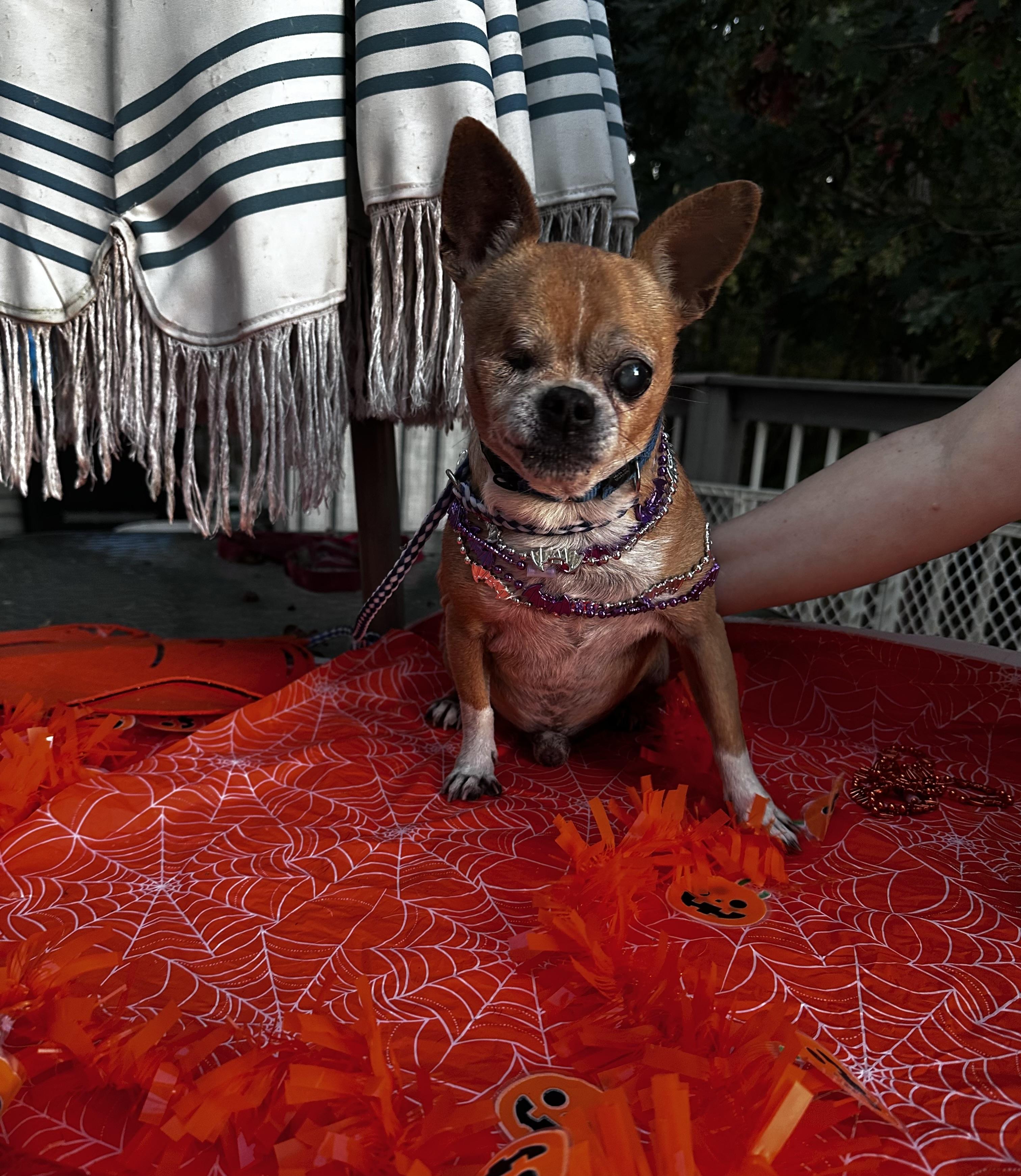 One Eye Jack , ADOPTABLE, Senior Male Pug & Chihuahua.