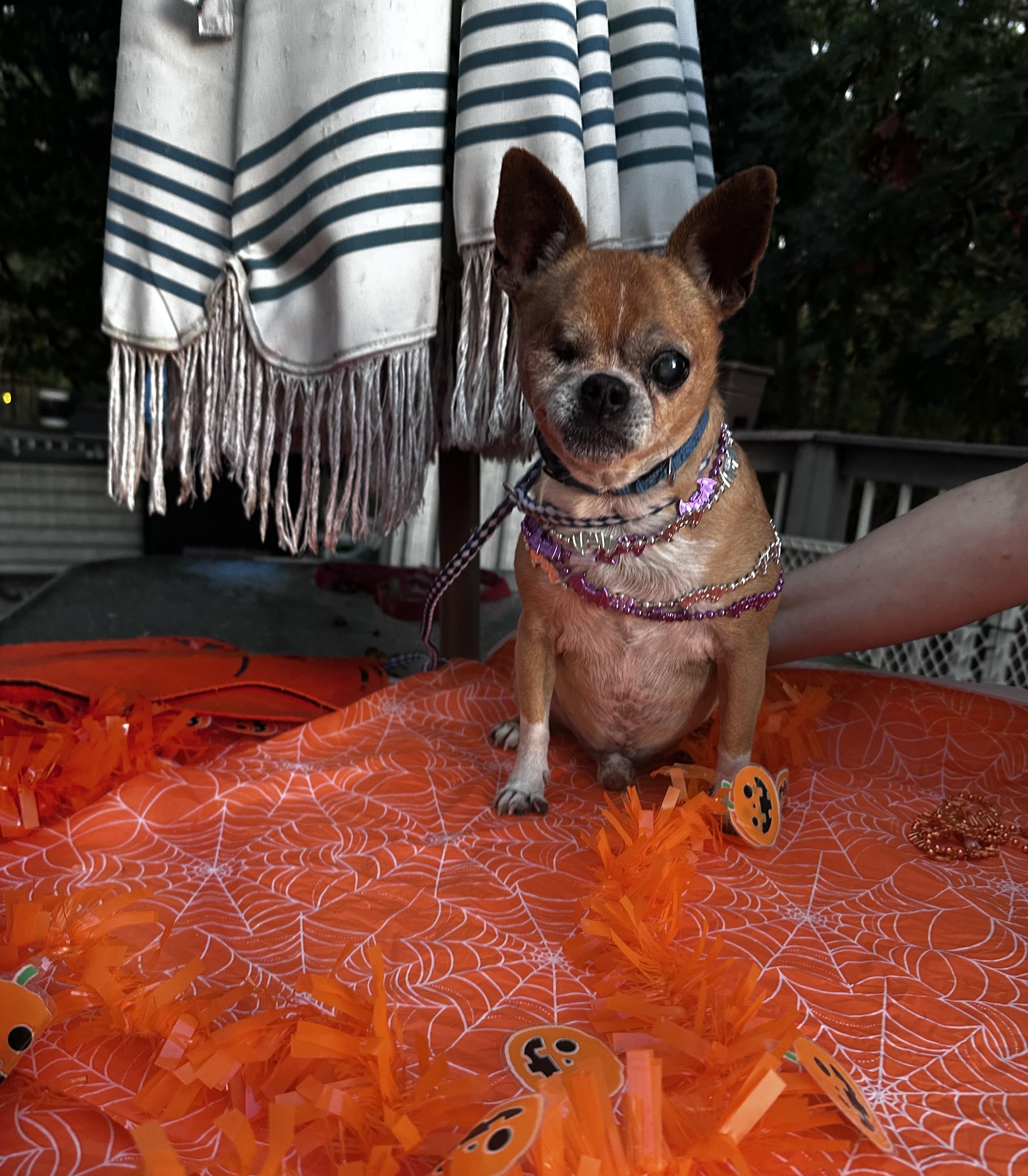 Enlarge One Eye Jack , a ADOPTABLE mixed breed in White Lake, MI image 3/4