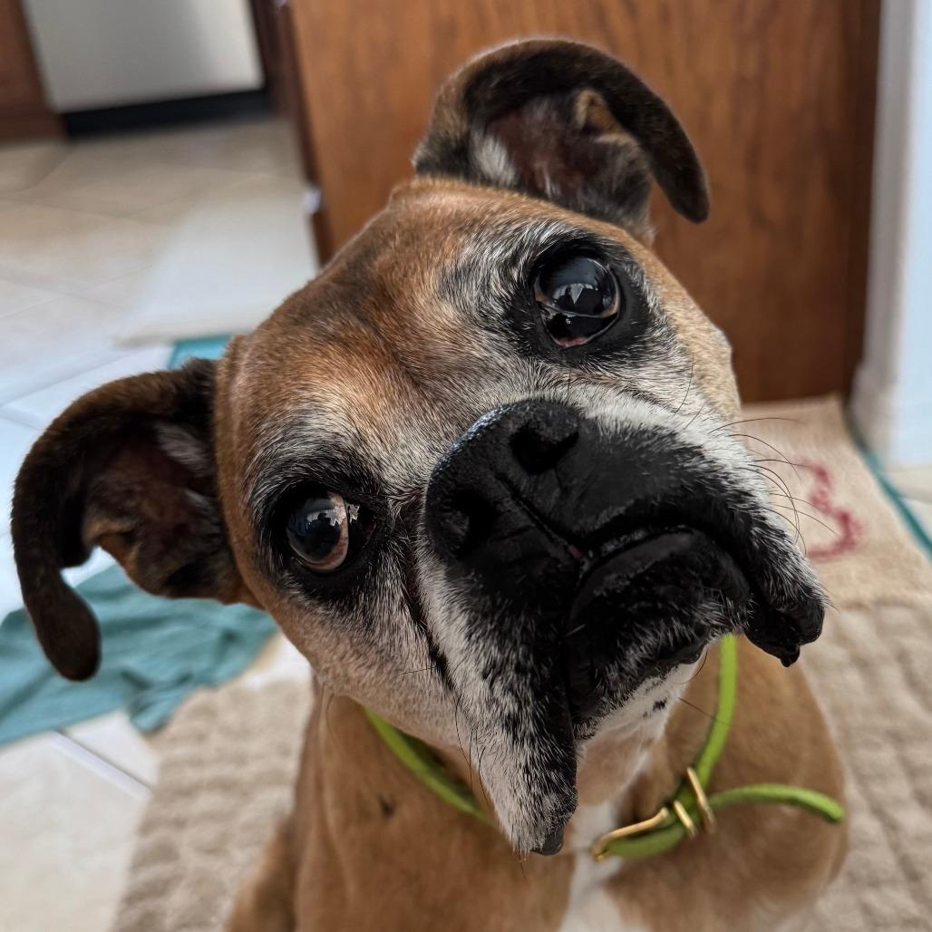Maple, Adoptable, Senior Female Boxer.