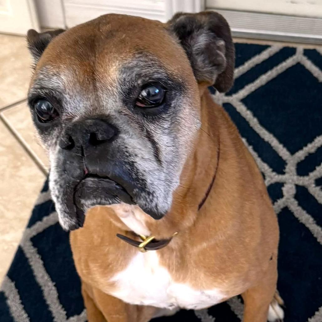 Maple, a Adoptable Boxer in Las Vegas, NV image 2/6