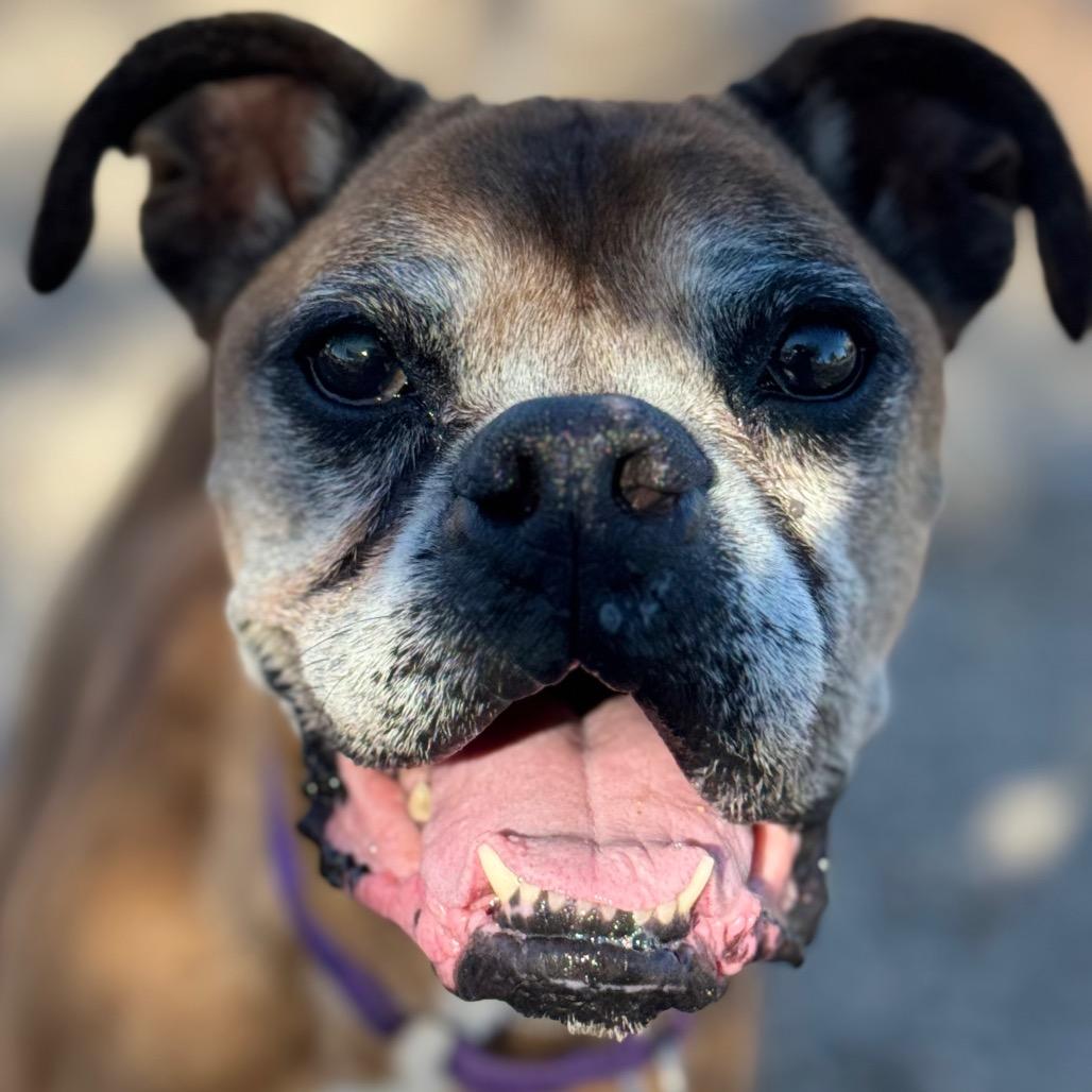 Maple, a Adoptable Boxer in Las Vegas, NV image 3/6
