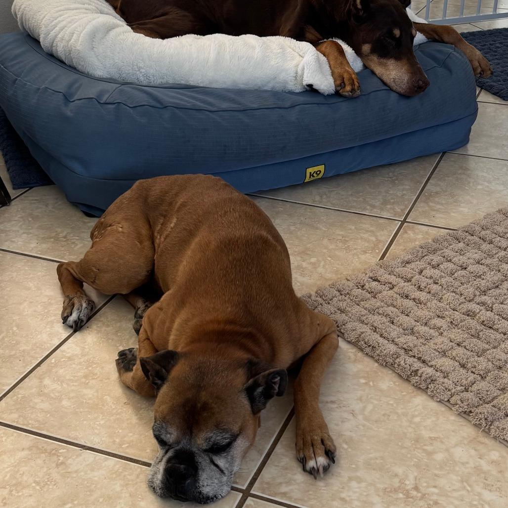 Maple, a Adoptable Boxer in Las Vegas, NV image 4/6