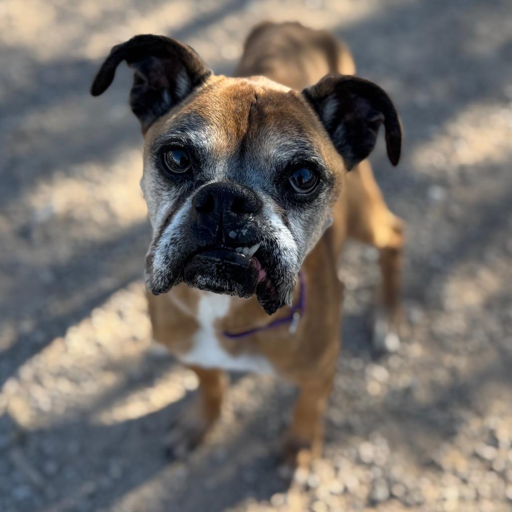 Maple, a Adoptable Boxer in Las Vegas, NV image 5/6