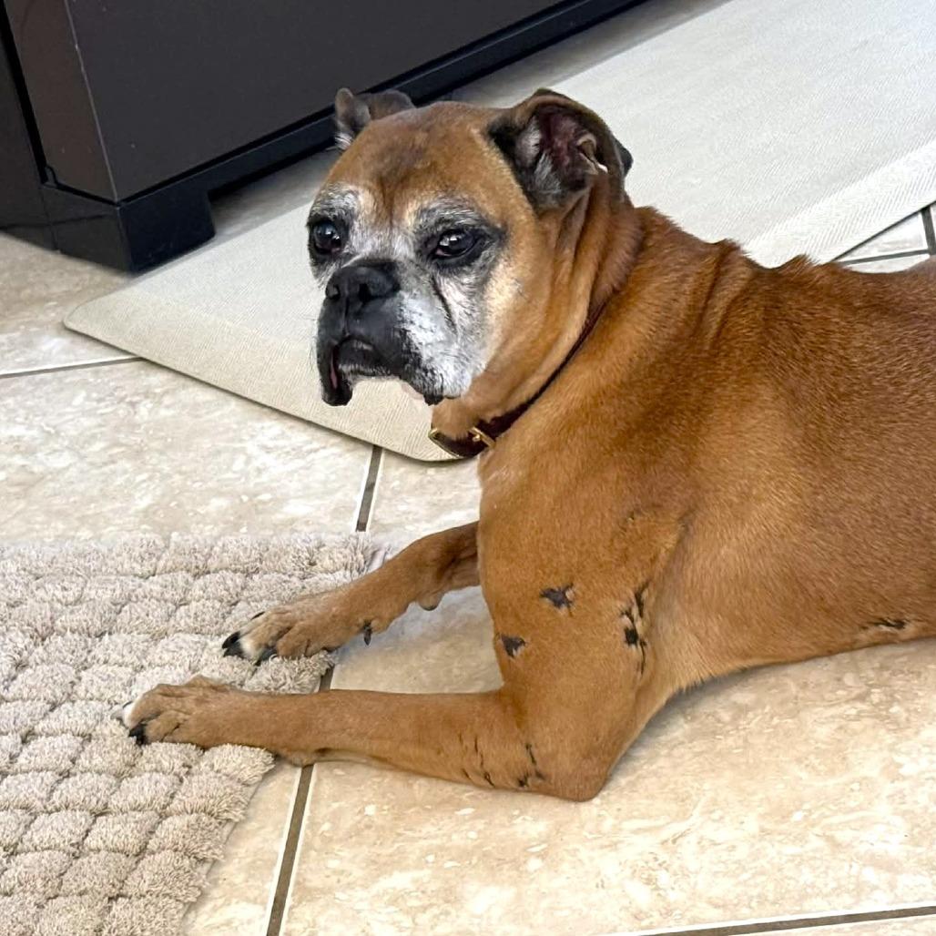 Maple, a Adoptable Boxer in Las Vegas, NV image 6/6
