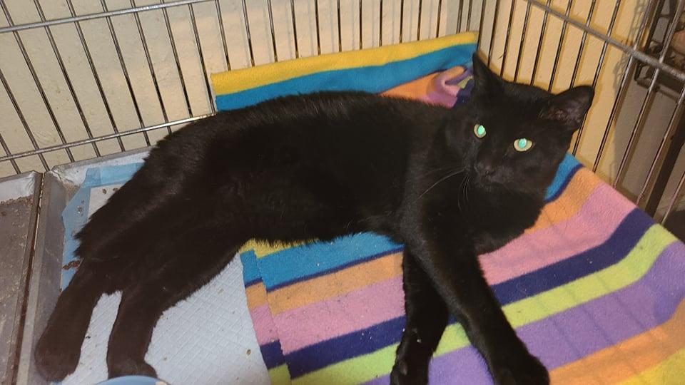 Enlarge Scooby, a Adoptable mixed breed in Salt Lake City, UT image 2/4