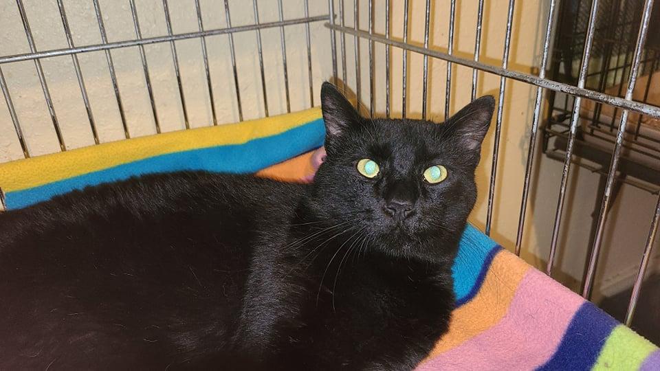 Enlarge Scooby, a Adoptable mixed breed in Salt Lake City, UT image 3/4