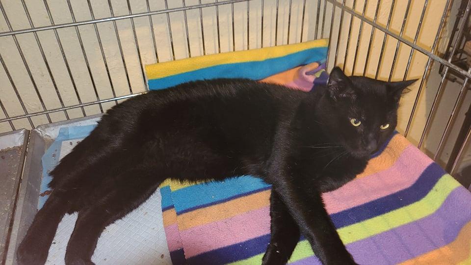 Enlarge Scooby, a Adoptable mixed breed in Salt Lake City, UT image 4/4