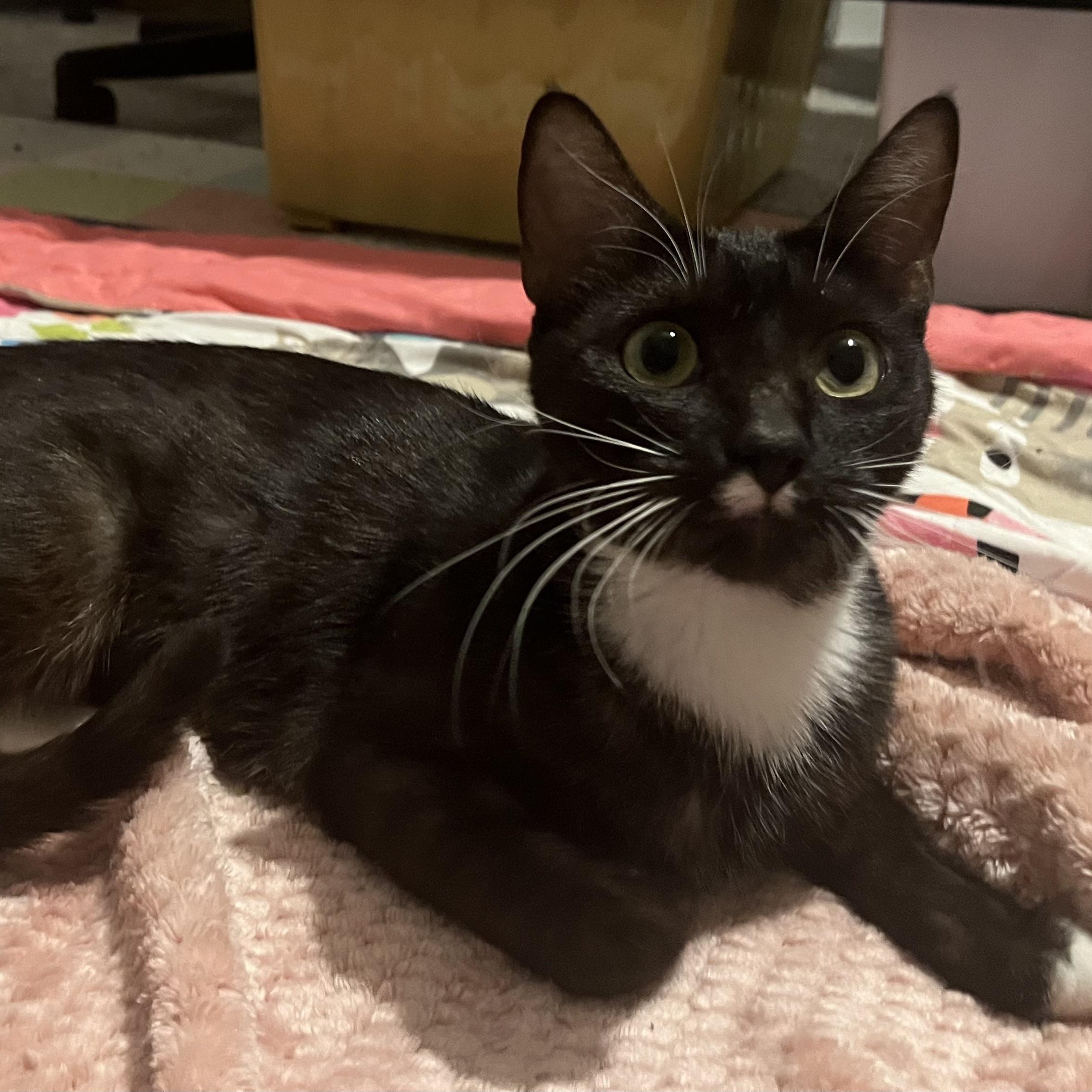 Enlarge Mystic Plump, an adopted Domestic Short Hair in Denver, CO image 3/3