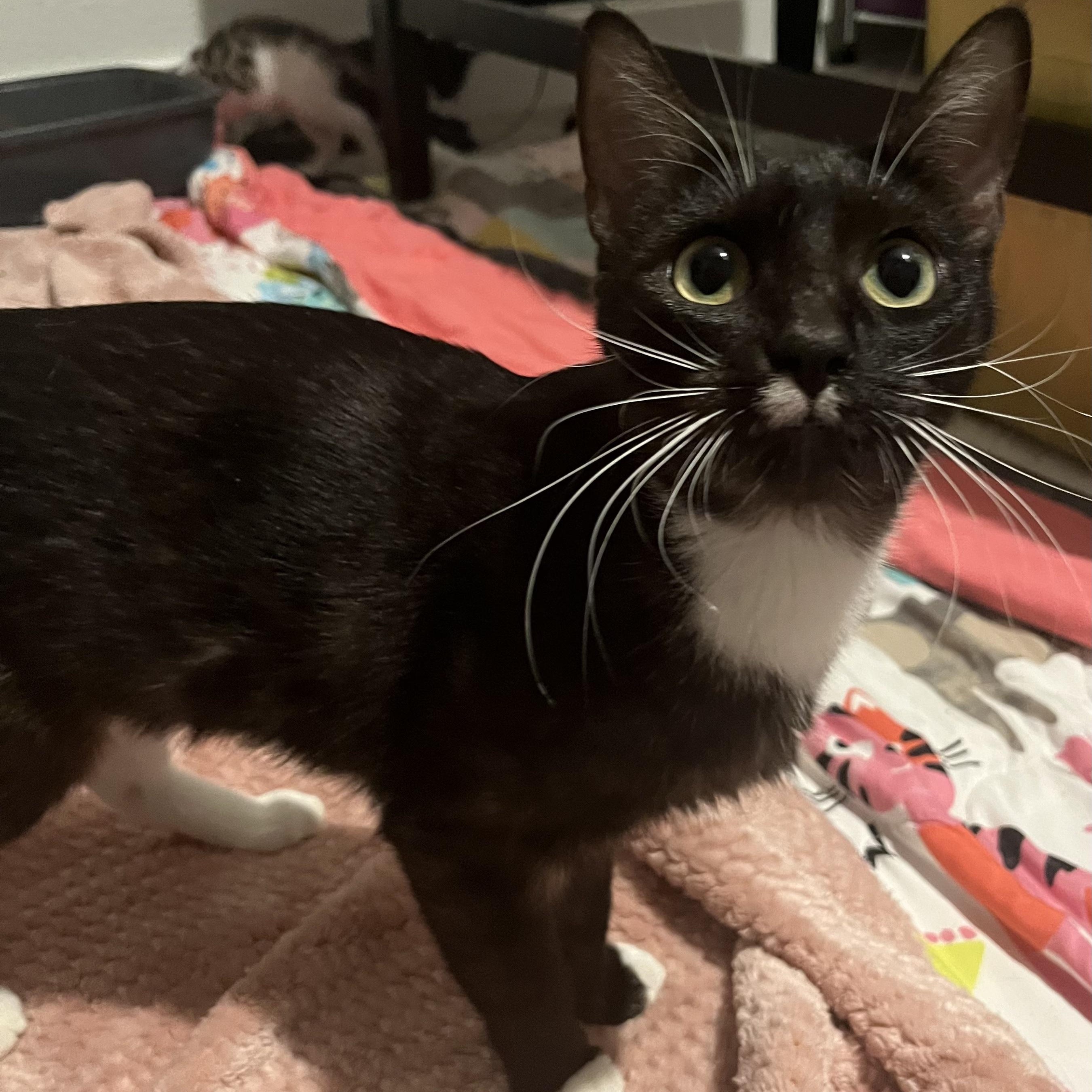 Mystic Plump, adopted, Young Female Domestic Short Hair.