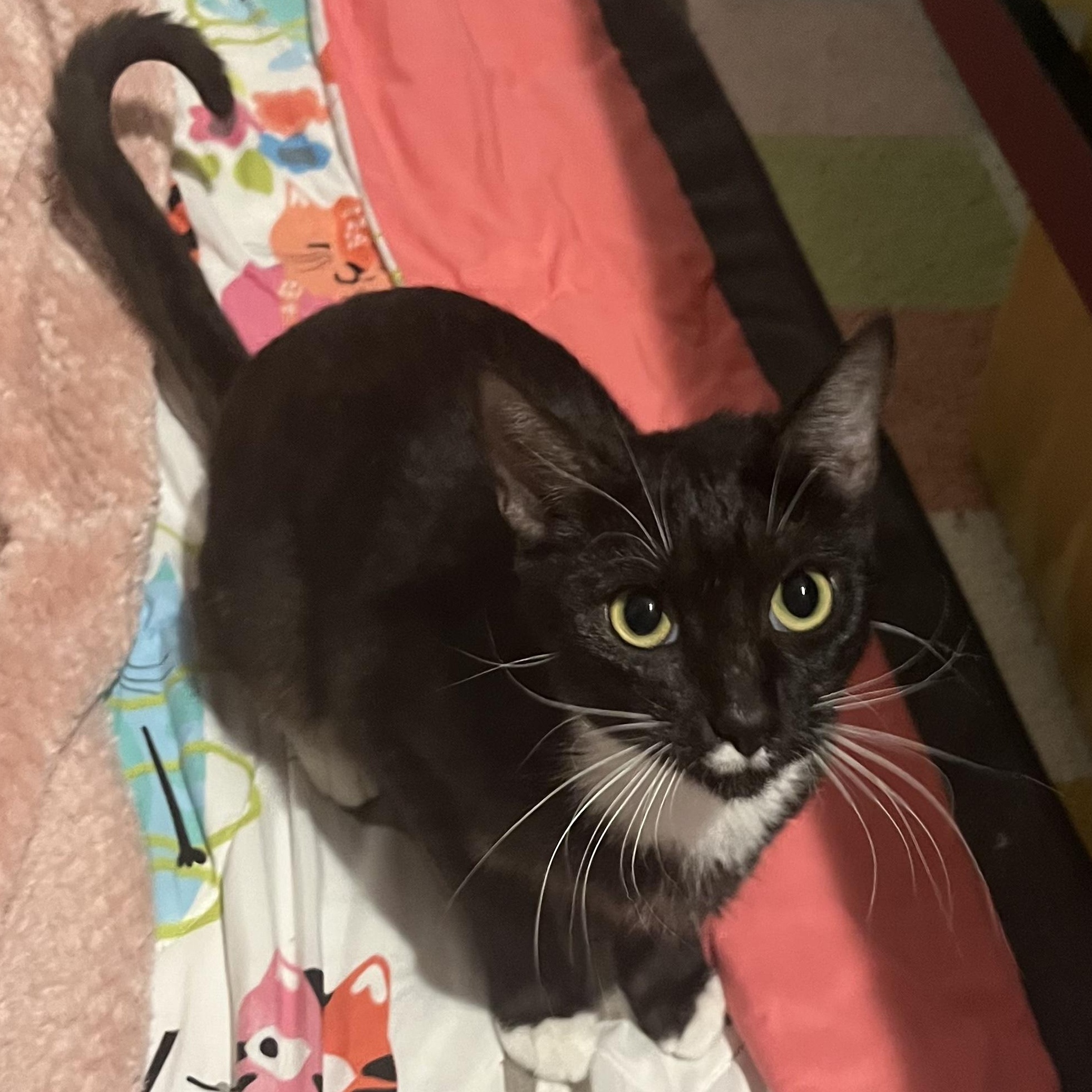 Enlarge Mystic Plump, an adopted Domestic Short Hair in Denver, CO image 2/3