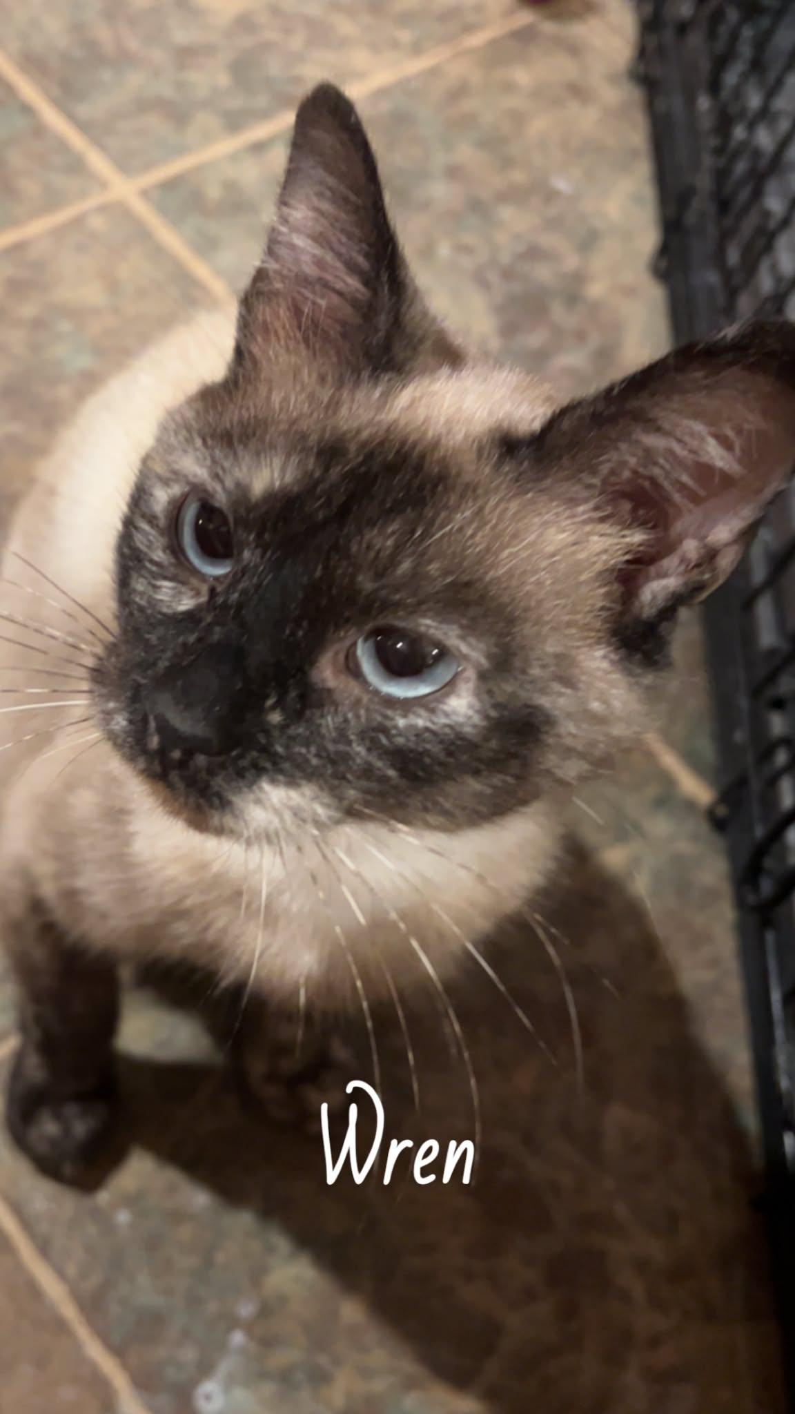Enlarge Wren, a ADOPTABLE mixed breed in Sedalia, MO image 3/4