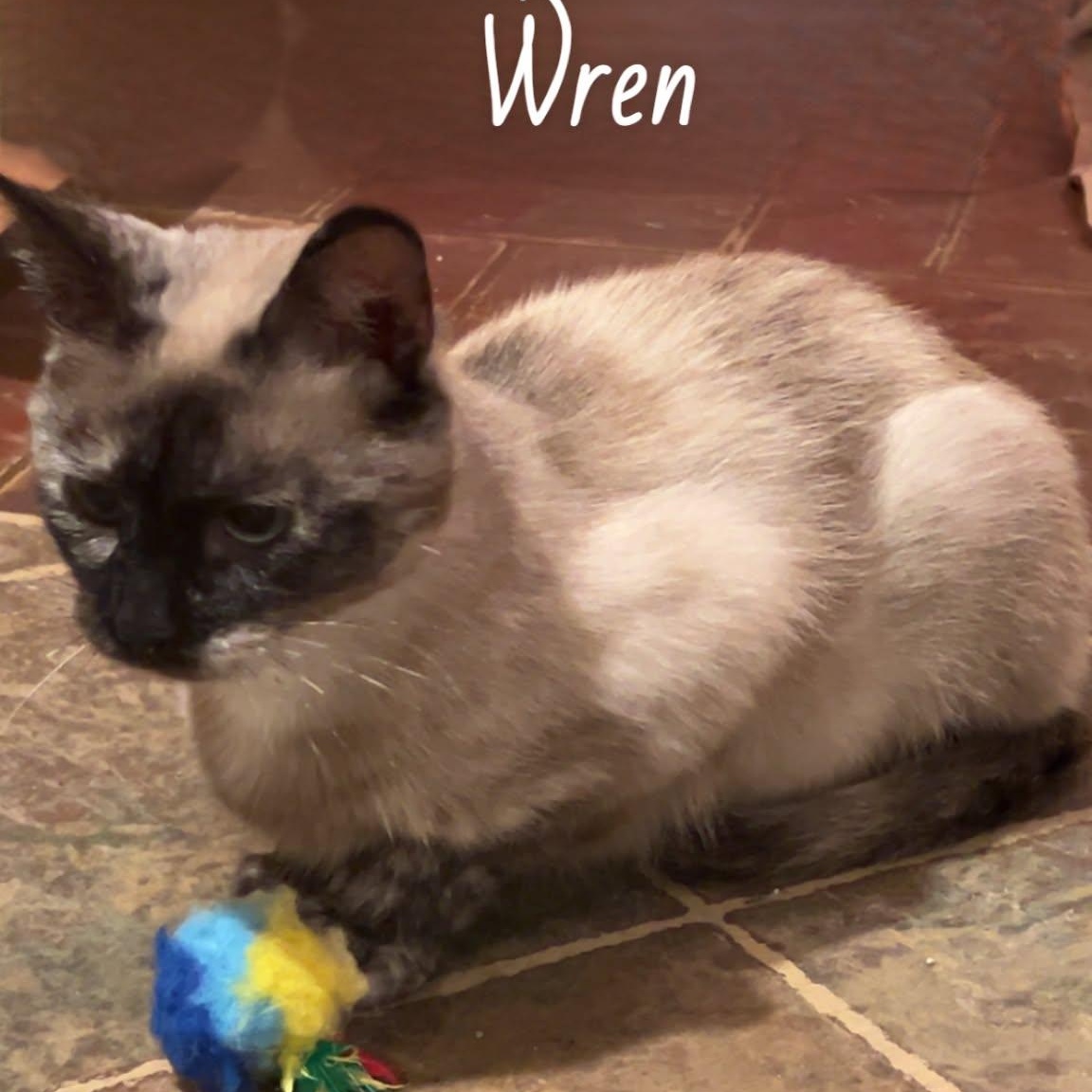 Wren, ADOPTABLE, Adult Female Domestic Short Hair & Siamese.