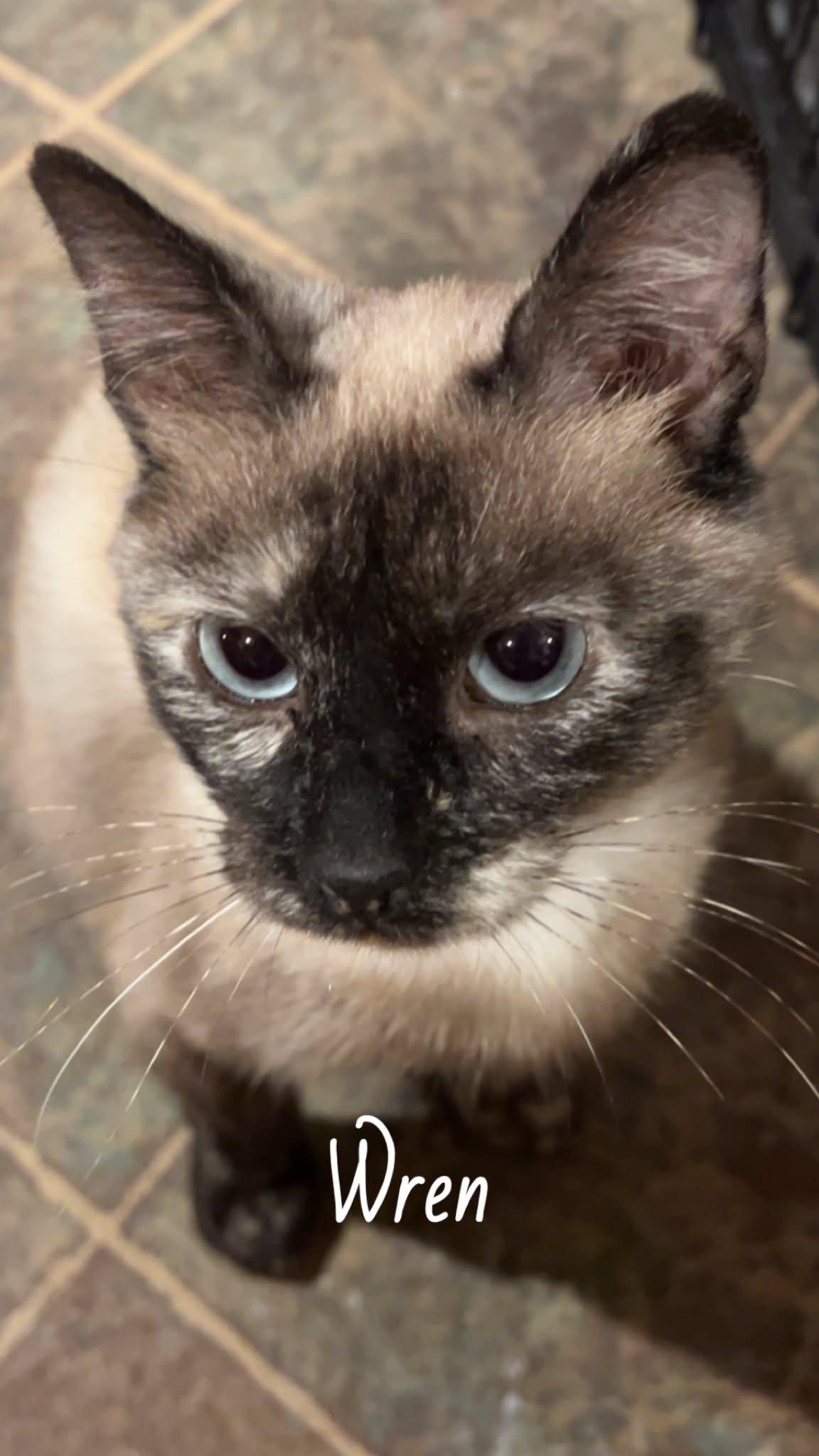 Enlarge Wren, a ADOPTABLE mixed breed in Sedalia, MO image 4/4