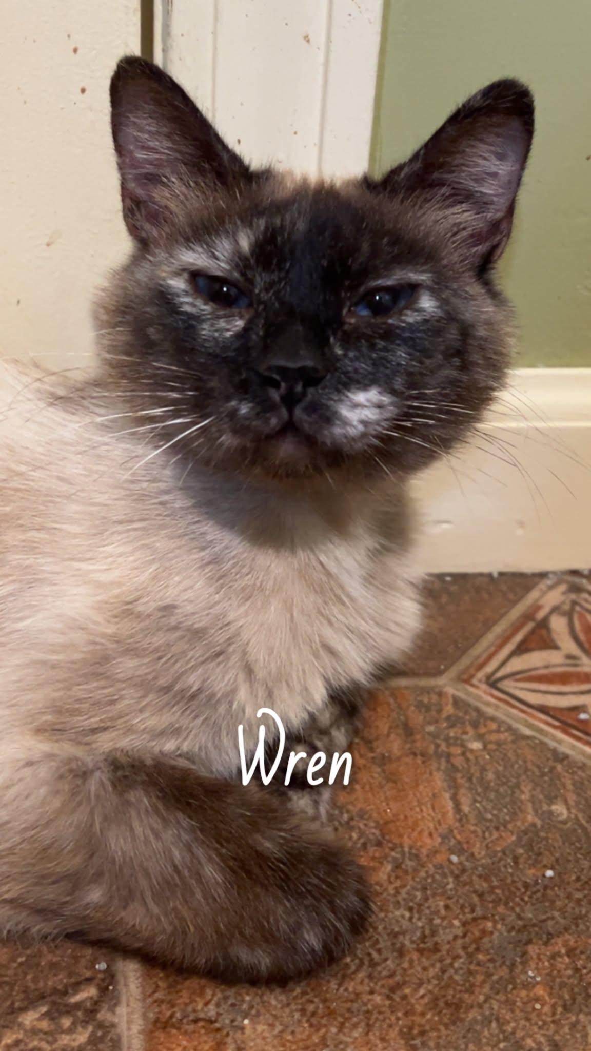 Enlarge Wren, a ADOPTABLE mixed breed in Sedalia, MO image 2/4