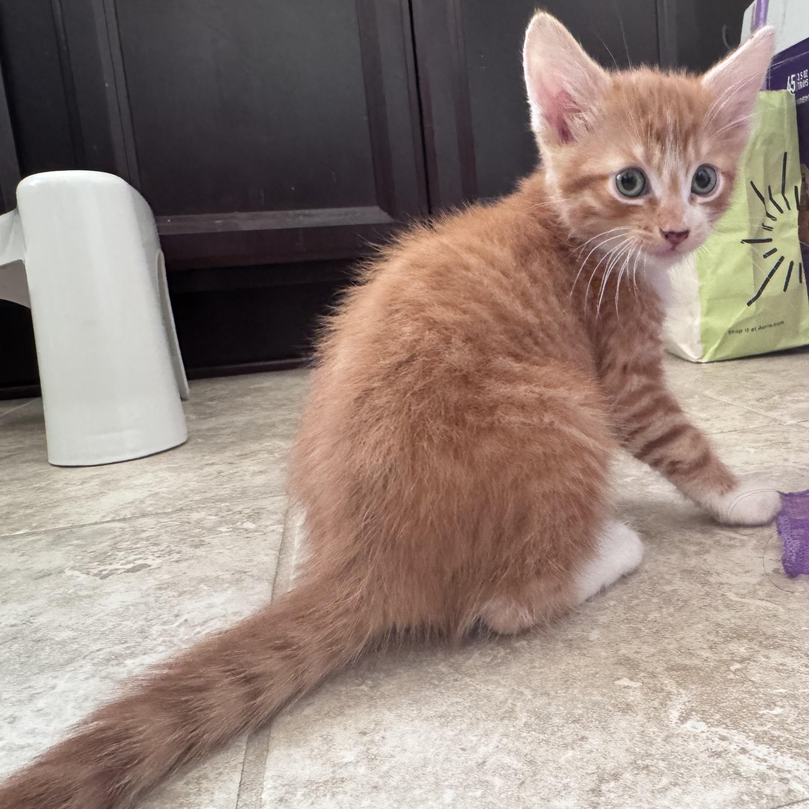 Enlarge Bowser, a Adoptable Tabby in Woodbridge, VA image 1/1
