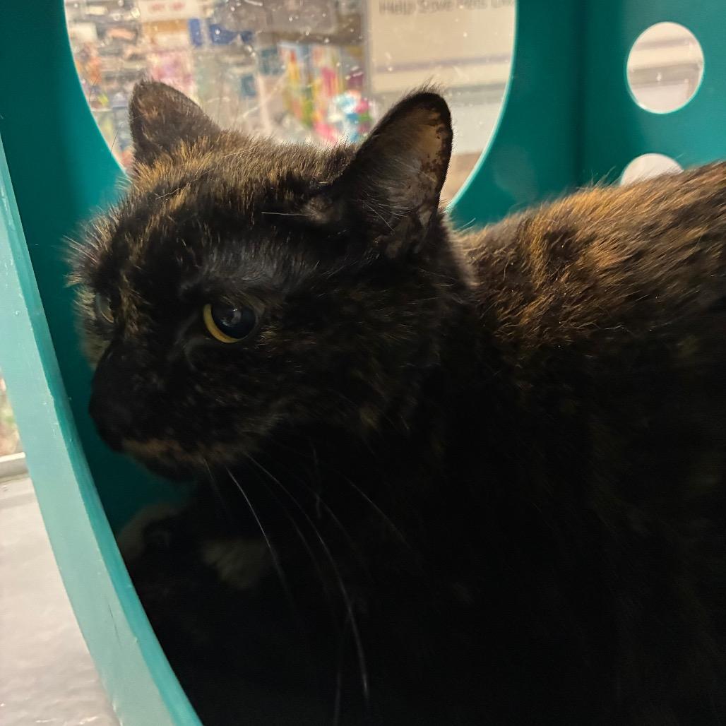 Sweet Corn, Adoptable, Adult Female Domestic Short Hair.