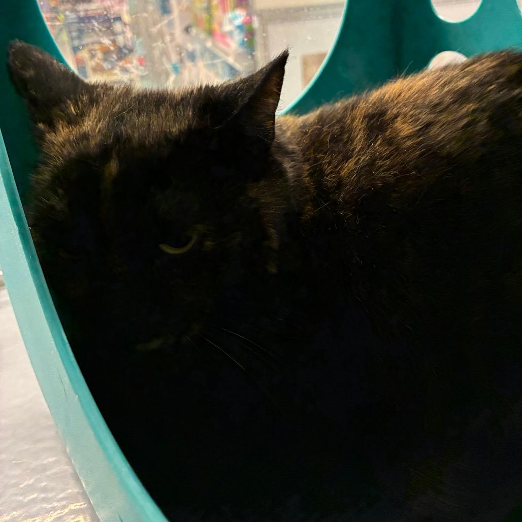 Enlarge Sweet Corn, a Adoptable Domestic Short Hair in Shelbyville, IN image 2/3