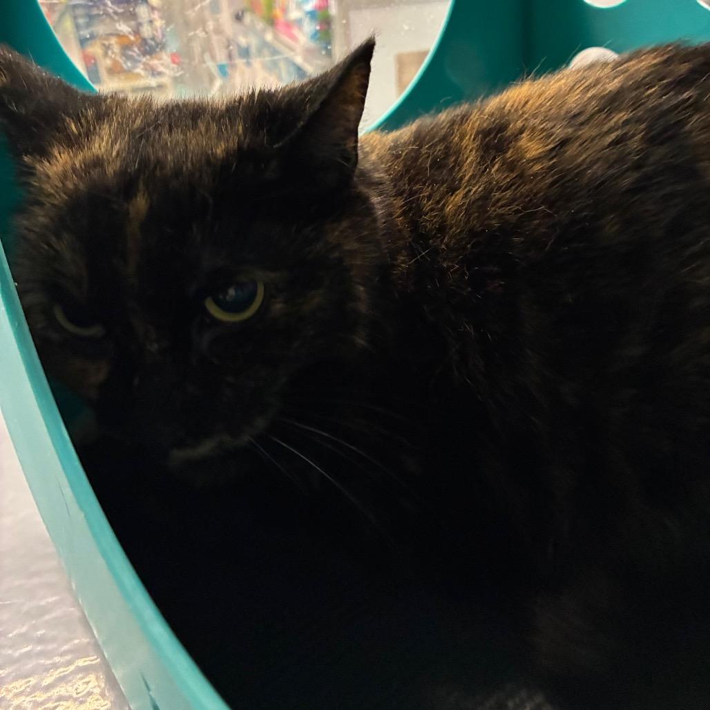 Enlarge Sweet Corn, a Adoptable Domestic Short Hair in Shelbyville, IN image 3/3