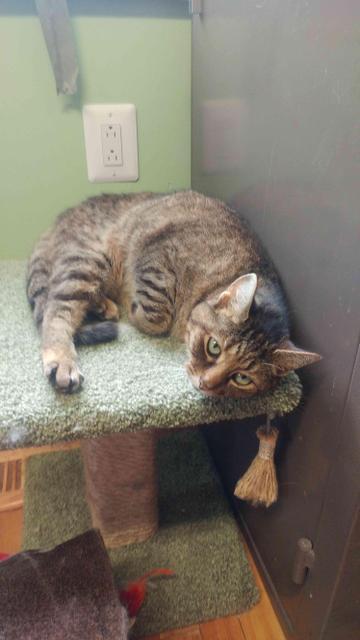 Enlarge Dora, a Adoptable mixed breed in Lunenburg, VT image 1/3