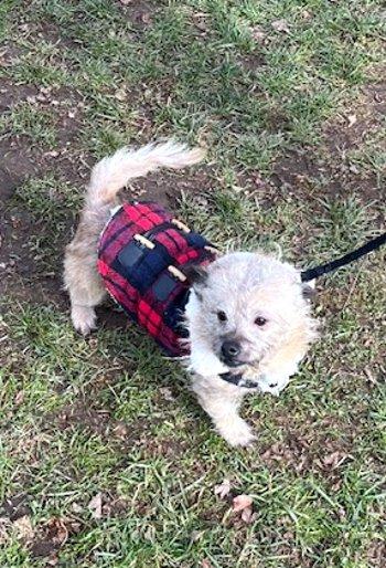 Enlarge Remus, a Adoptable mixed breed in Bedford Hills, NY image 1/4