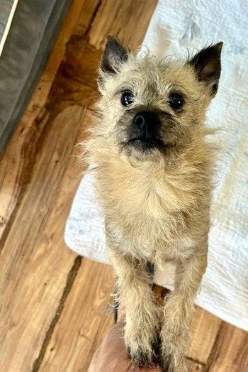 Enlarge Remus, a Adoptable mixed breed in Bedford Hills, NY image 2/4