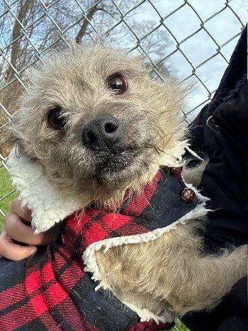 Enlarge Remus, a Adoptable mixed breed in Bedford Hills, NY image 3/4