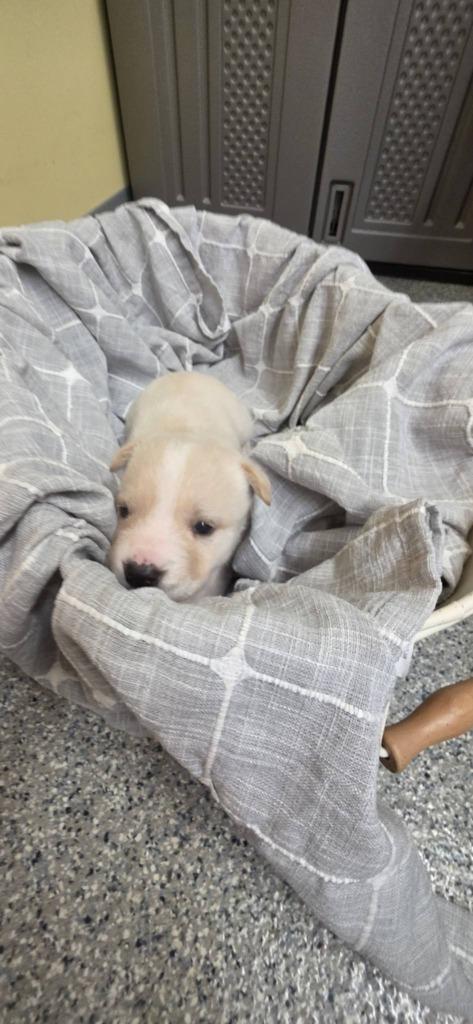 Fable, Adoptable, Puppy Male German Shepherd Dog & Mixed Breed.