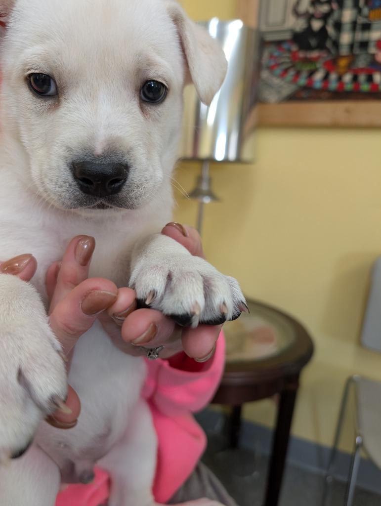 Enlarge Fable, a Adoptable mixed breed in Syracuse, IN image 2/2