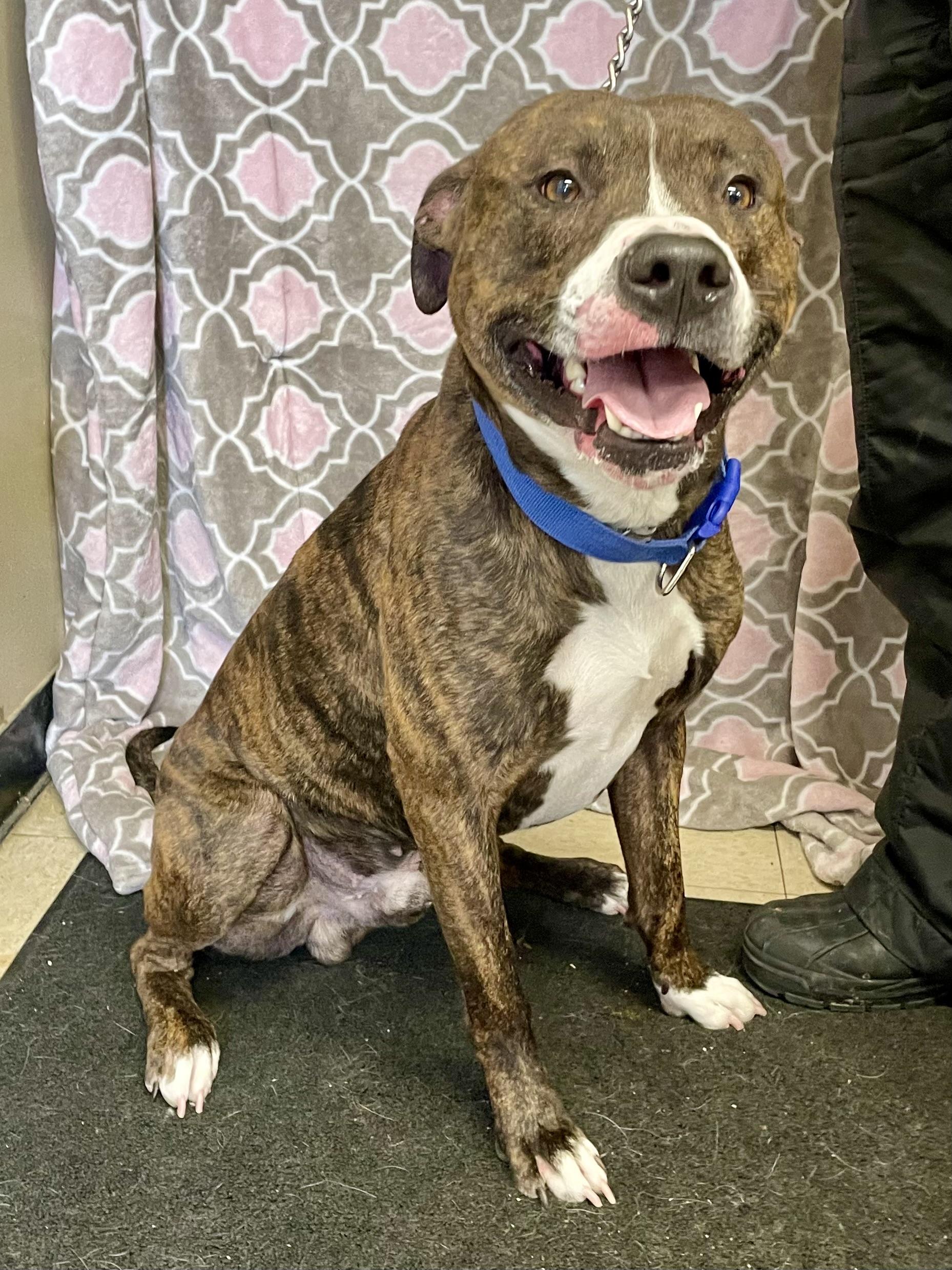 Bruce Lee, ADOPTABLE, Adult Male American Bully.