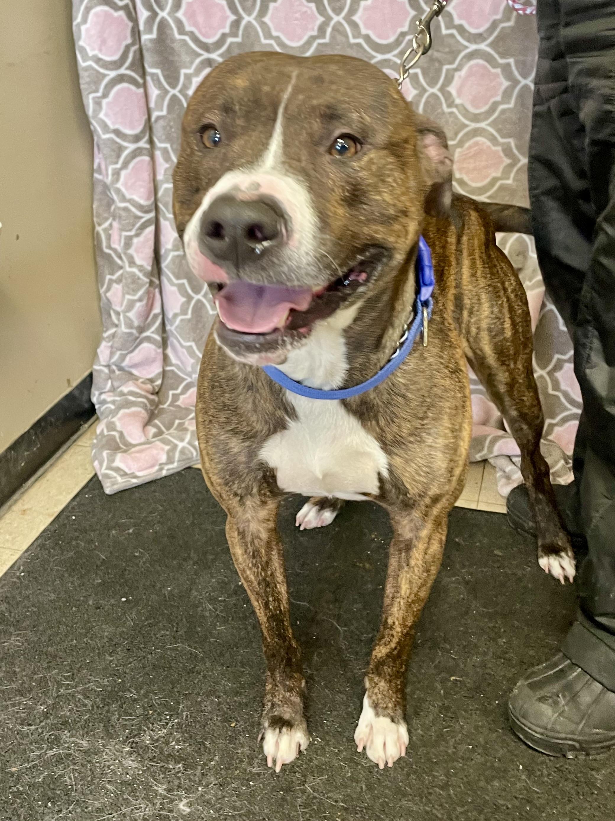 Enlarge Bruce Lee, a ADOPTABLE American Bully in Washington Court House, OH image 3/5